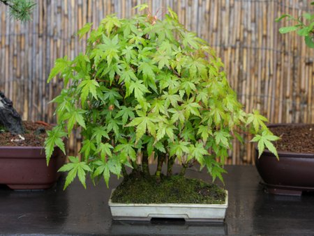 Bonsai medelis K.Ptakausko Ryto Rasos sode