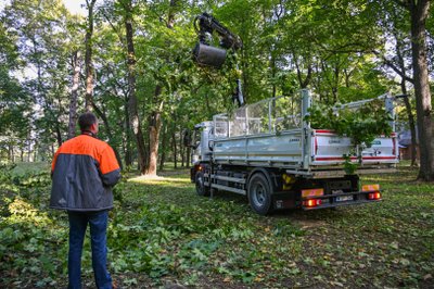 Už europines lėšas tvarkant Skaistakalnio parką pašalinta nemažai nesveikų medžių, tačiau dalis jų buvo palikta