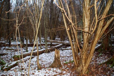 Rezervatas, žmogaus nepaliestas miškas/ K. Simonaitytės nuotr.