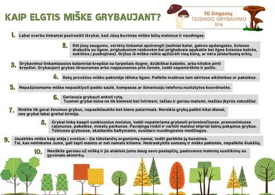 Kaip elgtis miške grybaujant?