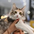 В выходные дни в торговом центре Vilnius Outlet проходят распродажа и выставка кошек