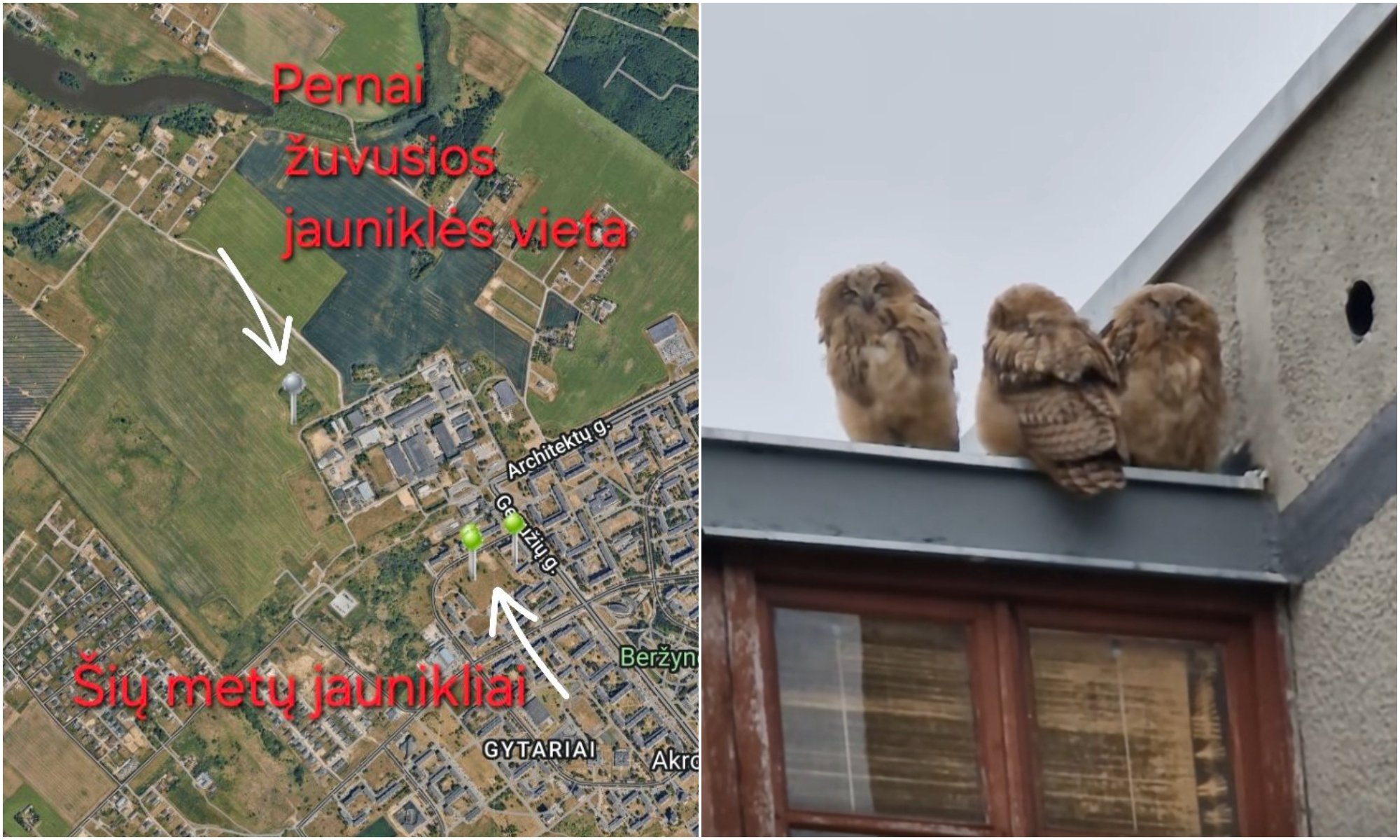 Šiauliai Owl Nesting Raises Concerns Over Electrocution Risk; Will Tragedy Repeat?