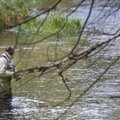 Džiugios žinios žvejams: jau galima gaudyti lašišines žuvis