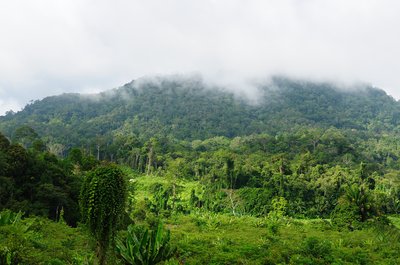 Miškas netoli Mahak upės, Malinau provincijoje, Rytų Kalimantane, Indonezijoje