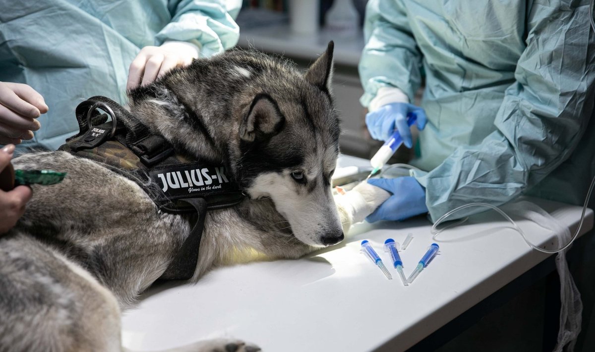 Veterinarijos klinika