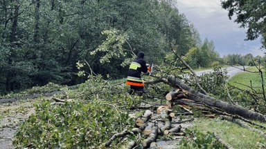 Kaip sutvarkyti po audros nuvirtusius medžius: kur kreiptis dėl pavojaus ir kada reikia leidimų