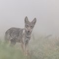 Gamtos fotografo kadruose – retos akimirkos: įamžino jauną vilkiuką