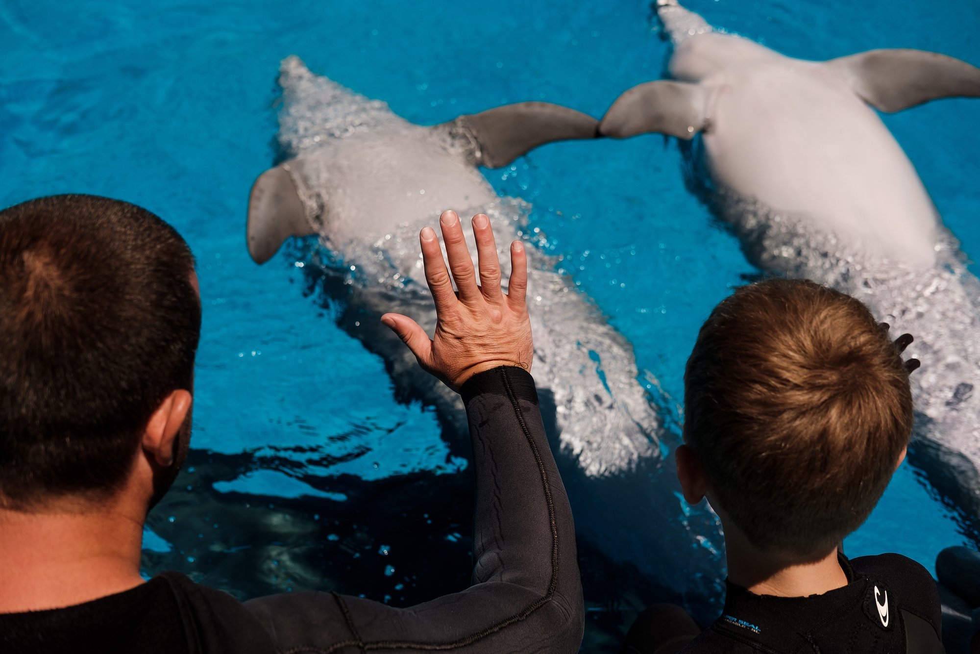 Families with disabled children invited to apply for dolphin therapy program