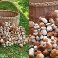 Valgomus grybus tyrinėję mokslininkai atrado veikliąją medžiagą, kuri saugo nuo klastingo viruso, sukeliančio sunkias komplikacijas