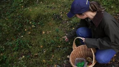 Norvegų ekspertė paaiškino kaip atskirti mirtinai pavojingus nuodingus grybus, kurie panašūs į valgomuosius