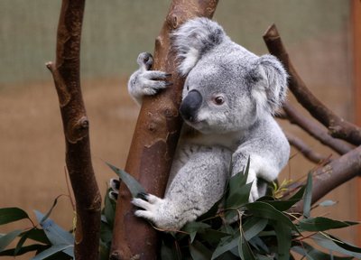 Koala