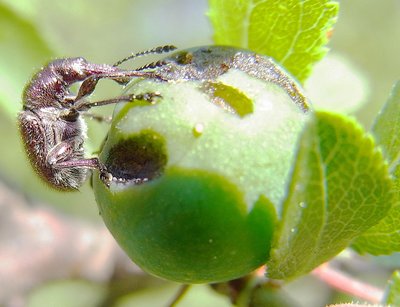 Antras pagal pavojingumą Viduramžių nusikaltėlis – straubliukas (Rhynchites auratus)