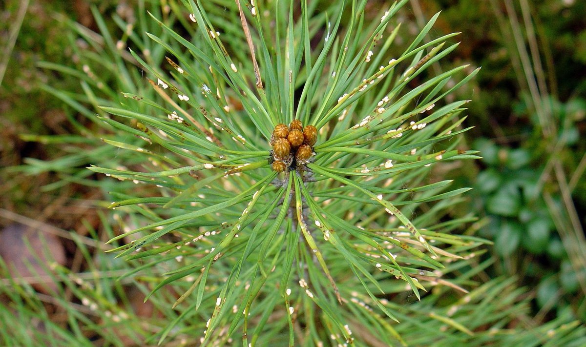 Grybinė liga – pušų spyglių rūdys (Coleosporium sp.)