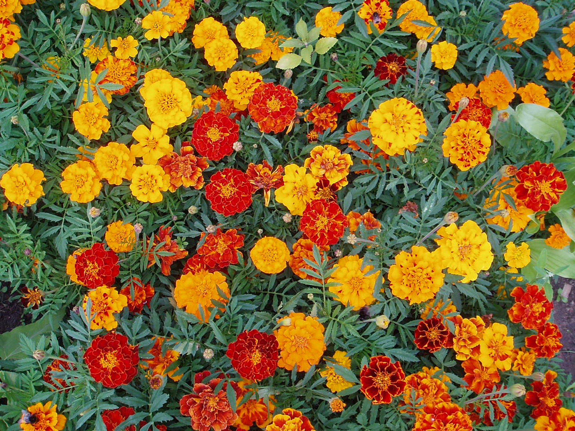 Seven useful reasons to grow marigolds in the vegetable garden, not just the flower bed