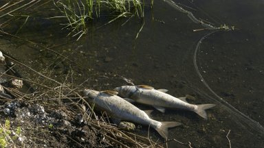 Vysloje prie Krokuvos masiškai gaišta žuvys