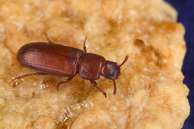 Raudonojo miltų vabalo (Lot. Tribolium castaneum) patinai poravimosi metu naudoja apgaulingą triuką.