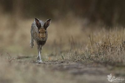 Krūmuose sukrebždėjęs kiškis šiek tiek išgąsdino miške paklydusį Andrių