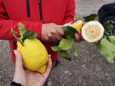 Citrinų turas Amalfio pakrantėje