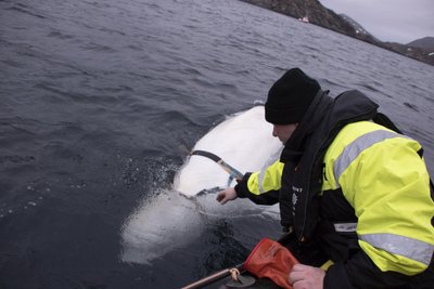 Baltasis delfinas prie Norvegijos krantų