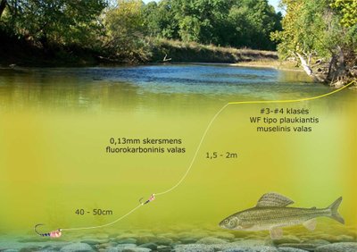 Schema. Raivydo Prakopimo mėgstama nimfinė sistema