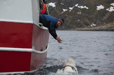 Baltasis delfinas prie Norvegijos krantų