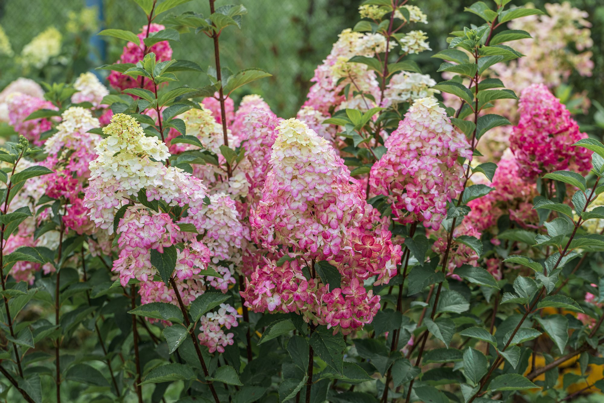 Hydrangeas wilt in heat even when watered: The common cause is not lack of water