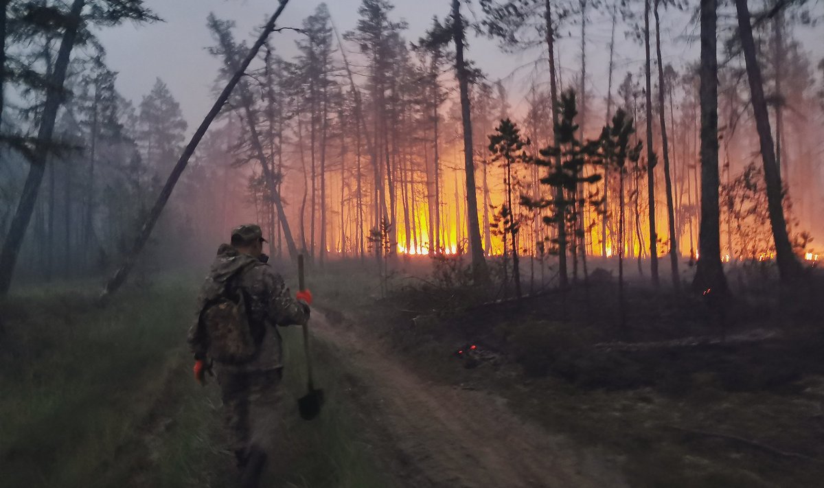 Rusijoje ir Šiaurės Amerikoje prasideda intensyvių miškų gaisrų sezonas