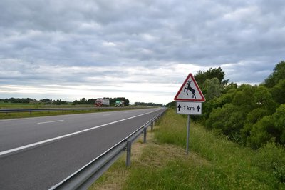 Rujos metu gyvūnai gali būti šalia kelių ar juos kirsti