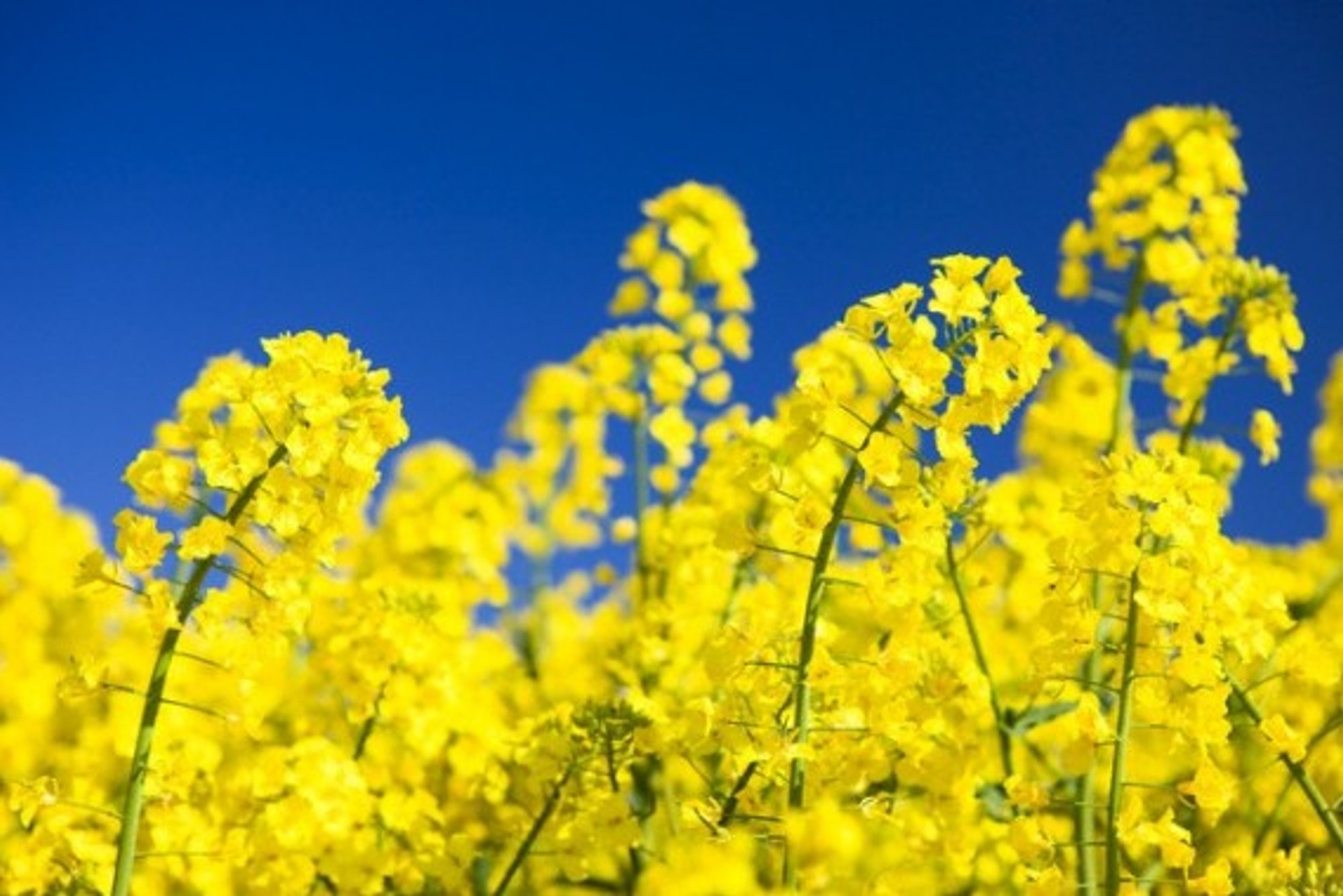 Kritus rapsų supirkimo kainoms pakvipo vargo vakariene - Delfi agro