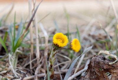 Ankstyvasis šalpusnis (lot. Tussilago farfara)