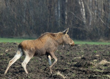 Per dirvoną keliauja jauna briedė