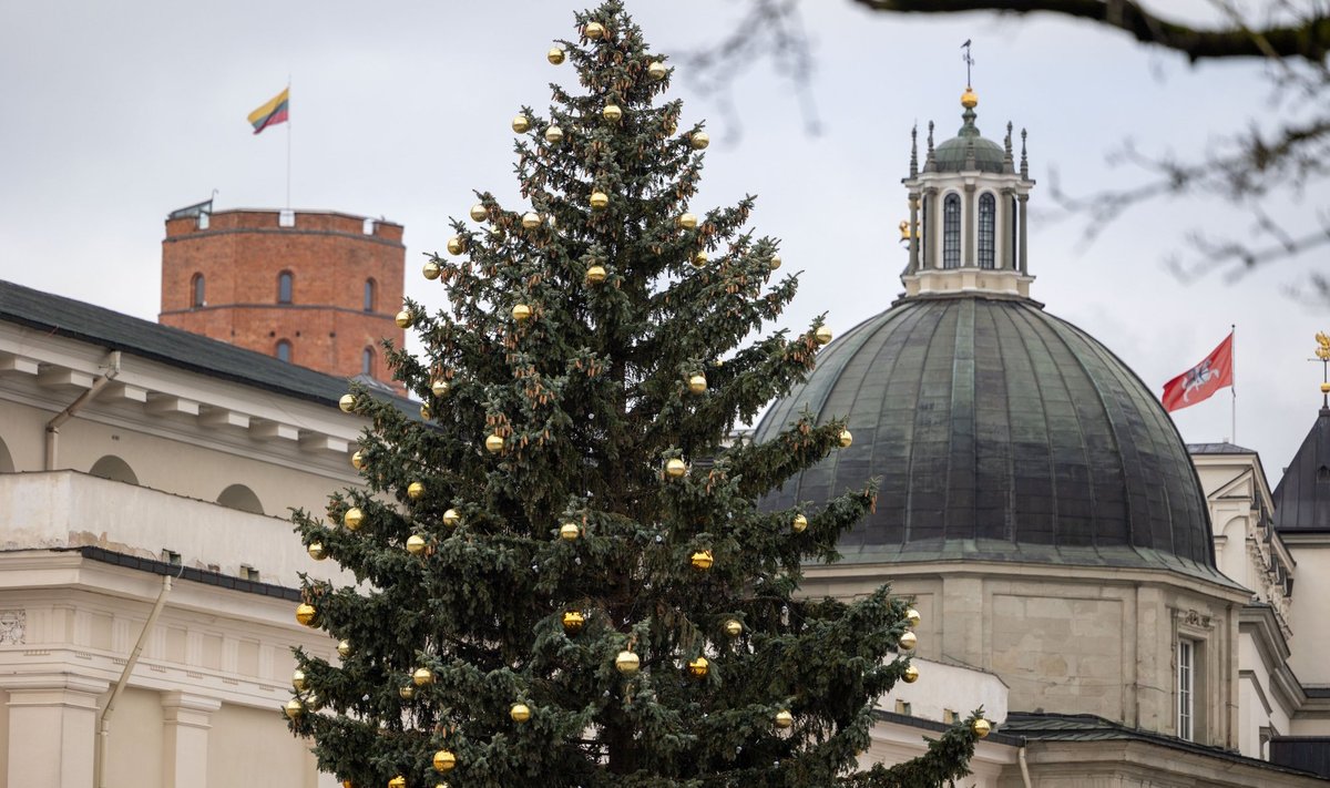 Katedros aikštėje puošiama Kalėdų eglė