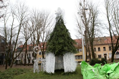 Angelo eglutė M. Valančiaus gatvės skverelyje / M. Patašiaus nuotr.