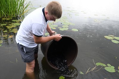 Didieji Lietuvos vandens telkiniai praturtinti daugiau nei 44 tūkstančiais šamų jauniklių