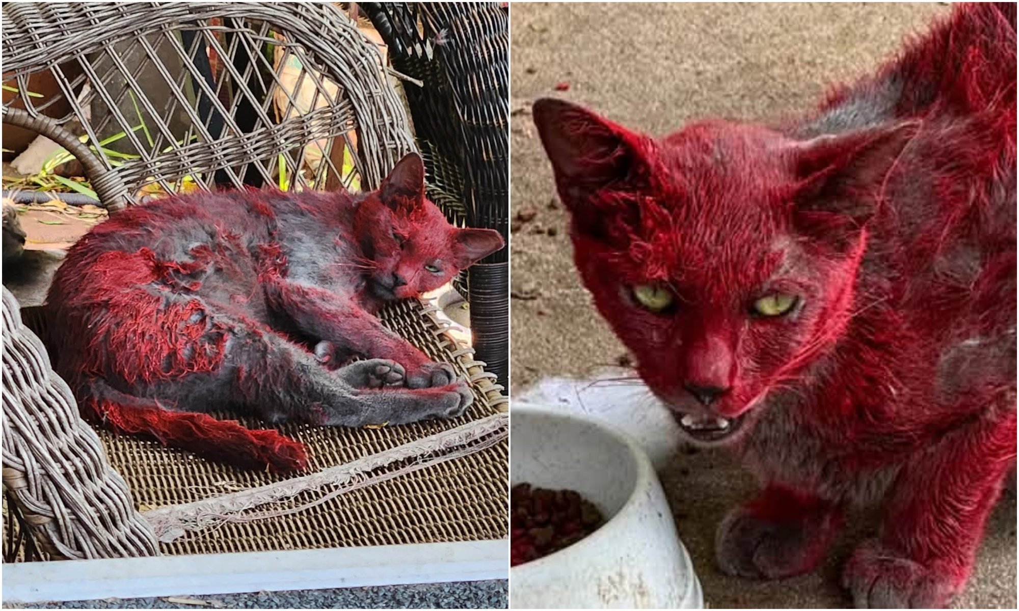 Red-Painted Cat in Texas Sparks Fears of Dog Fighting