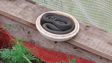 Žalčiai į šiltnamius traukia ne šiaip sau: net išprašius gali grįžti