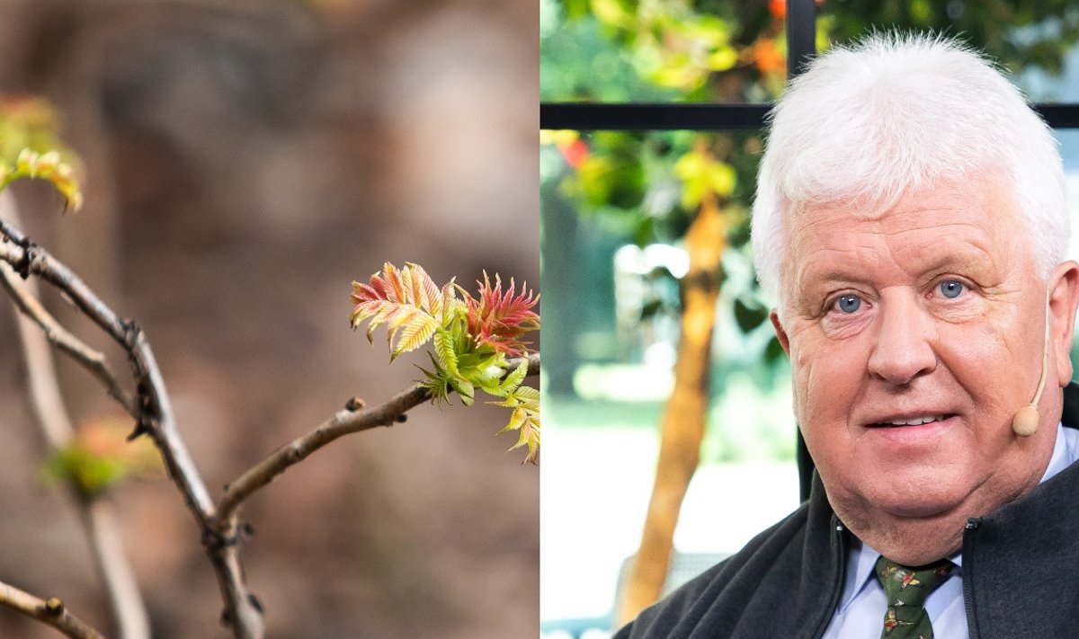 Selemonas Paltanavičius – apie tai, kokios bus Velykos ir kada prasidės ...