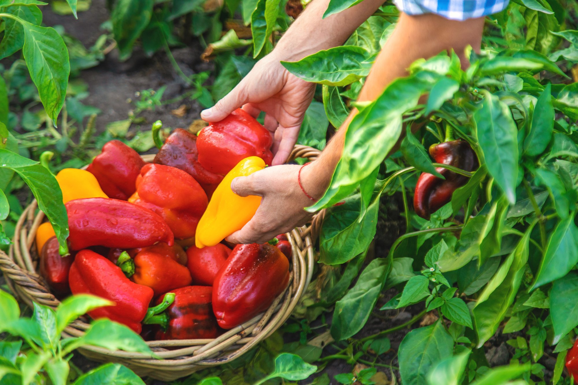 The Simple Method to Triple Pepper Yields That Many Gardeners Ignore