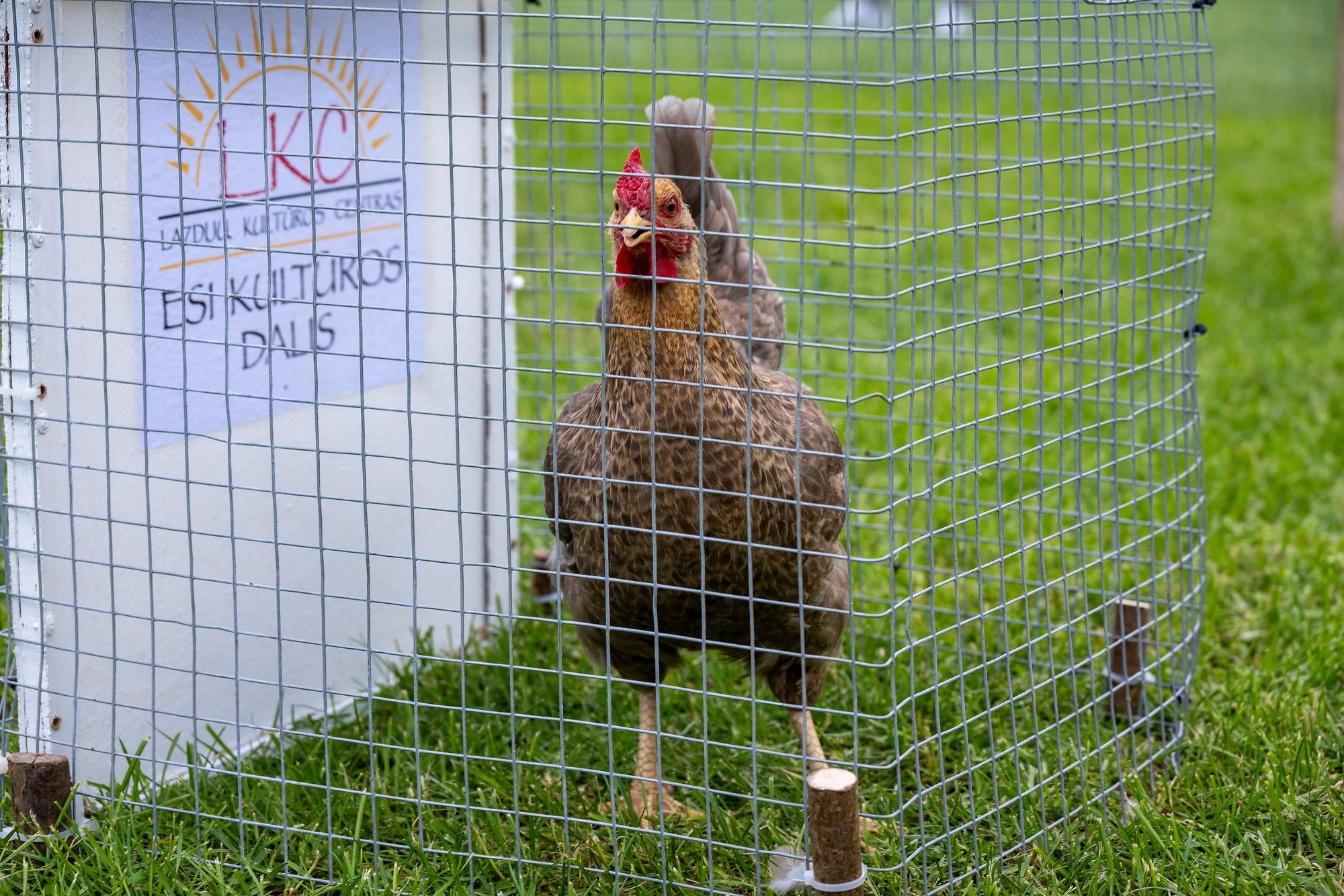 Chicken race winner crowned at Lithuania's 'Border Fiesta'