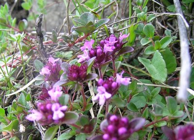 Keturbriaunis čiobrelis/ (CC-SA/ Thomas Mathis nuotr.