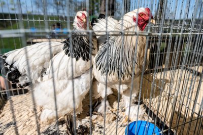 Merkinės dvare išrinktos gražiausios vištos ir gaidžiai