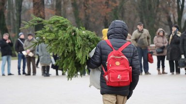 Miškininkai vėl nemokamai dalins eglių šakas: laikai ir vietos