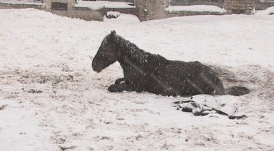 Ūkininko A. A. Kaušakio žirgai konfiskavimo dieną 