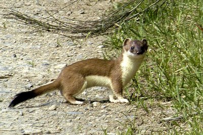 Šermuonėlis (Mustela erminea)