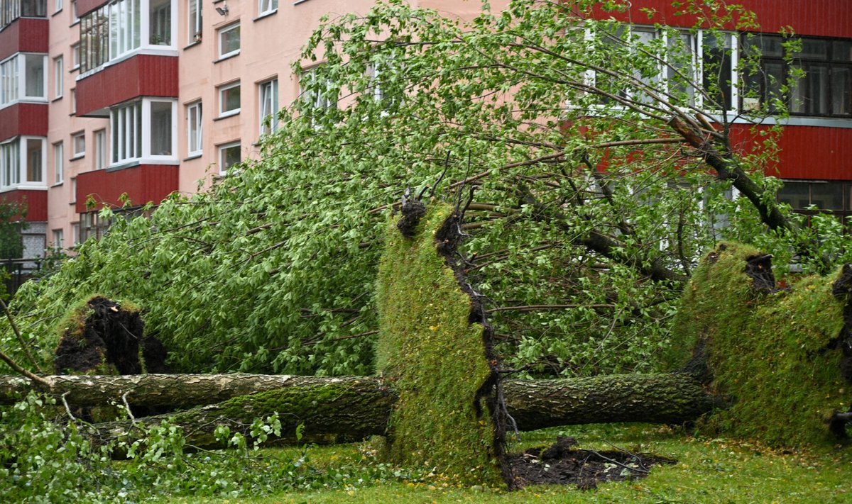 Audros padariniai Panevėžyje: medžiai daugiabučių kiemuose išversti su šaknimis.