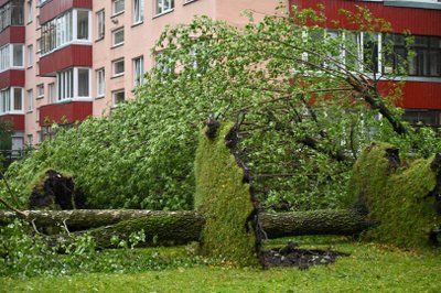 Audros padariniai Panevėžyje: medžiai daugiabučių kiemuose išversti su šaknimis.