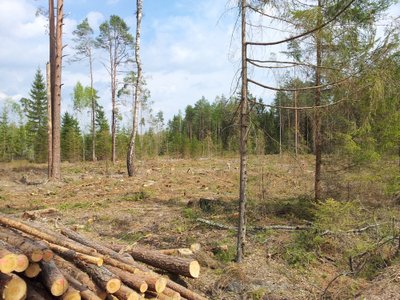 Lietuvoje mažėja plynų kirtimų