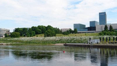 Neįtikėtinas 5D panoraminis vaizdas su ramunėmis ankstyvą birželio pradžios rytą (Algimanto Bacevičiaus nuotr.).