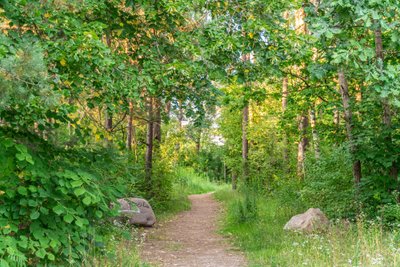 Bukčiai, Bukčių miško parkas