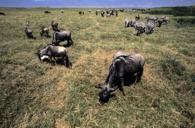 Ngorongoro nacionalinis parkas